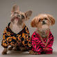 Scottsdale Dog Fanciers