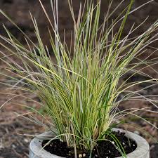 Image result for Deschampsia cespitosa