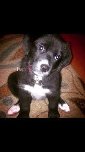 lulajane #zachbryan #aussiedor #aussiedorable #biologicaldog