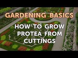 How To Grow Protea From Cuttings Youtube Garden Layout Vegetable Garden Planning Vegetable Garden Design