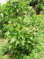 Image result for Jatropha erythropoda