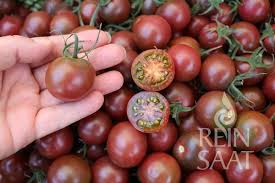 Black Cherry Reinsaat Kg