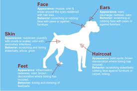Skin will look red and irritated. Boxer Dog Skin Problems Pictures Blog Lif Co Id