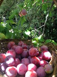 See more ideas about fruit trees, beautiful fruits, fruit. Edible Gardens La Picking Plums In A Garden In Santa Monica A