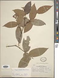 Image result for Rogiera cordata