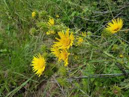 Image result for Berkheya bipinnatifida