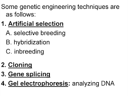 Genetic modification is the manipulation of an organism's genes to introduce particular traits. Genetic Engineering Online Presentation