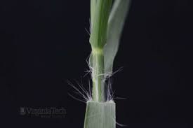 Image result for Cynodon incompletus