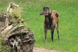 It is now believed to only inhabit steep, rugged slopes which are relatively inaccessible to humans; Visayan Spotted Deer Rusa Alfredi Stock Image Image Of Field Habitat 151870381