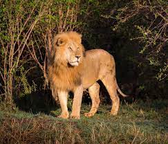 Do you like this video? South Africa Announces End To Lion Farming Wildaid