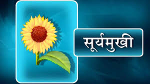 Categories शिक्षा tags 40 flowers name, all flowers name, different types of flowers with names, flower names in hindi and english, flowers name list, kinds of. 15 Flowers Name And Images In Hindi Top Collection Of Different Types Of Flowers In The Images Hd