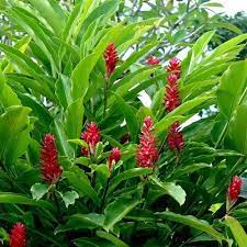 Pokok herba dan pokok ulam seperti benih betik sekaki,buluh madu,benih bunga cengkih,halia bara,papermint,benih ketum,pokok kopi,markisa,sambung nyawa,serai wangi,serai pedas. Anak Pokok Halia Bara Kebuna Putrajaya