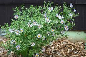 Image result for Asterochaete