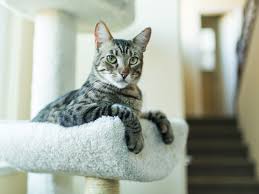 If your cat has an unusual coat or markings, consider using one of these names. All About Tabby Cats And Their Color Patterns