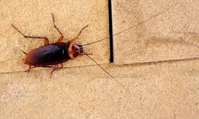 I do not know what's going on with the postal service but this is the second time the first time they delivered it somewhere else thank god the people brought it to me this. Pest Control Exterminators In Cary Nc Homeguard Exterminator