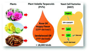Check spelling or type a new query. Production Of Plant Volatile Terpenoids Rose Oil By Yeast Cell Factories Green Chemistry Rsc Publishing