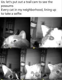 30 Funny Memes Of The Day To Make Your Laugh Funnyfoto Cute Funny Animals Funny Animals Funny Cat Memes