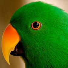 Bird With Orange Beak And Orange Wings Eclectus Parrot Male Endangered Lives Cape York Queensland Australia Australian Birds Australian Wildlife Animals Wild