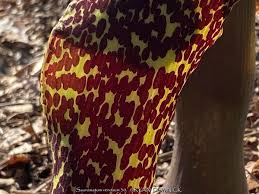 Image result for Sauromatum venosum