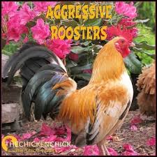 Most Roosters Are Not Aggressive Towards People But When One Is What Is A Backyard Chicken Keeper To Do Nobody Wants Chickens Backyard Rooster Pet Chickens