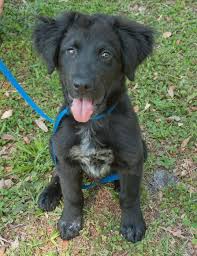 Image result for flat coated retrívr