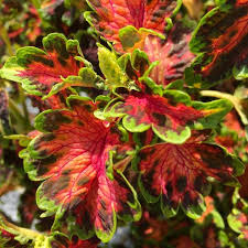 Image result for Coleochloa virgata