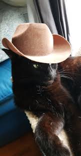Do you want a cat with a cowboy hat? Cowboy Cat In A Cowboy Hat Catswithhats