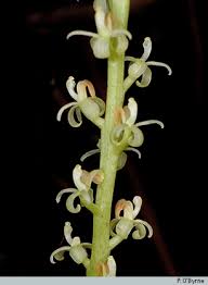 Image result for Liparis epiphytica