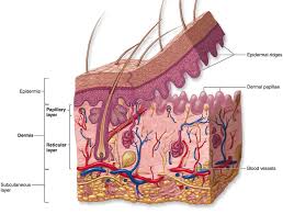 The Uppermost Region Of The Dermis Consists Of Finger Like Extensions Called Dermal Papillae That Form Skin Anatomy Integumentary System Anatomy And Physiology