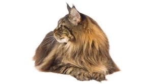 On part of this stretch you must take a ferry from. Norwegian Forest Cat Cat Breed Profile Petfinder