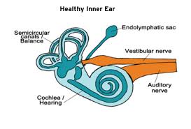 Image result for Inner Ear Decompression Sickness
