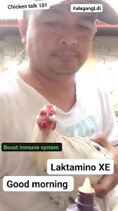 #AlagangTunayLakingLDI #conditioning #stags #backyardbreeders Lakpue Ryan  Lakpue Drug Inc.