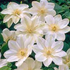 Maybe you would like to learn more about one of these? White Wall Of Flowers Clematis Shop Vines Michigan Bulb