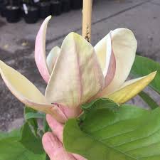 Image result for magnolie sunsation