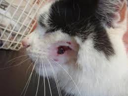 Abscesses in cats are usually caused by bite wounds or scratches, and may be multiple when they occur. Cat Bite Abscesses Crown Veterinary Clinic Nutfield 01737 822 250