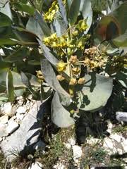 Image result for Malouetia mildbraedii