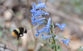 Mutualism, commensalism, and parasitism are the three categories of symbiotic relationships, occurring between members of two or more species. Early Arrival Of Spring Disrupts The Mutualism Between Plants And Pollinators