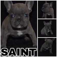 One of the benefits of having our dogs is to share the joy they bring with others. Saint A Male French Bulldog Puppy In Rosharon Texas Find Cute French Bulldog Puppies And Re French Bulldog Drawing French Bulldog Puppy Cute French Bulldog