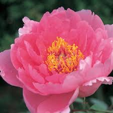 Tree peonies can be grown successfully for several years in a container about 30cm in diameter. Tree Peonies Claire Austin