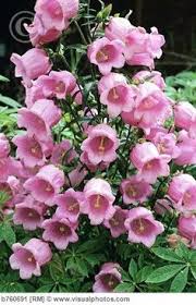 Canterbury Bells Flowers Growing Canterbury Bells Beautiful Flowers Flowers Flower Garden