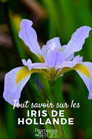 Maybe you would like to learn more about one of these? Iris De Hollande Planter Cultiver Jardinage Urbain Iris Fleur Cultiver