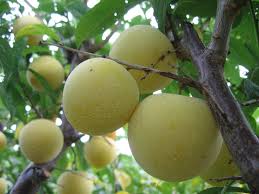 To find the total cost, you must multiply the price shown for the fruit tree times the number of trees that you want to purchase. Japanese Fruit Trees For Sale Fruit Trees