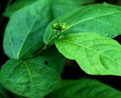 Image result for Tannodia swynnertonii