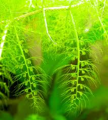 Image result for Utricularia stellaris