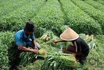 Hasil gambar untuk jahe merah di brebes tegal pekalongan cirebon
