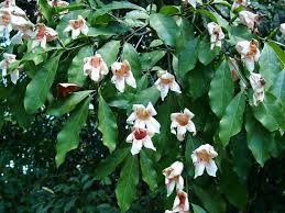 Image result for Rothmannia manganjae