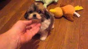 This is the place to be if you are looking for dogs for sale in chicago or anywhere in illinois! Shichon Zuchon Teddy Bear Puppies In Michigan And Illinois Puppies For Sale Youtube