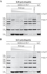 See how much your amount is eur (eurozone euro) now in leo (unussedleo). Crystal Structure Of The Middle East Respiratory Syndrome Coronavirus Mers Cov Papain Like Protease Bound To Ubiquitin Facilitates Targeted Disruption Of Deubiquitinating Activity To Demonstrate Its Role In Innate Immune Suppression Journal Of