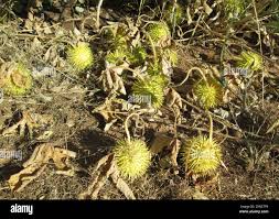 Image result for Cucumis zeyheri