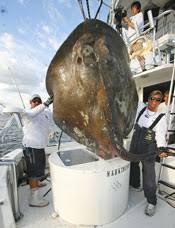 Hasil gambar untuk Similar fish Strange Sea Monster,florida